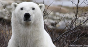 Photo of a beautiful polar bear. No wonder Sheila is not making dinner any more!